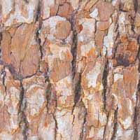 Bark 