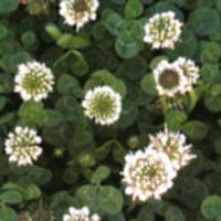 ����߂���