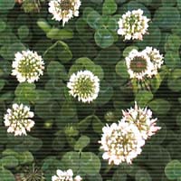 Clover