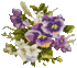 pansy