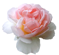 �V�����t�@�E�A�X�}