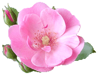 �A���W�F��