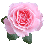 �N�B�[���G���U�x�X