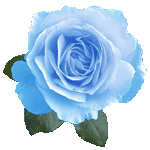 blue rose