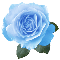 blue rose
