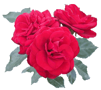 ���o�O���[�g