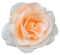 �A�v���R�b�g�r���[�e�B�[