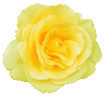 yellow rose