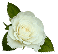 white rose