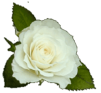 White rose