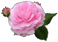 ���C�[�Y�E�I�[�f�C�G