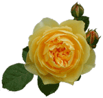 �C���O���b�V���E���[�Y