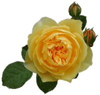 �O���n���E�g�[�}�X