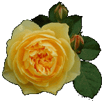 �C���O���b�V�����[�Y