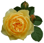 �C���O���b�����[�Y