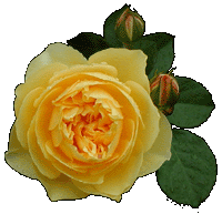 �O���n���E�g�[�}�X