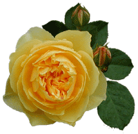 �O���n���E�g�[�}�X