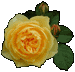 Yellow rose