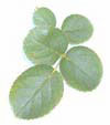 Rose Leaf