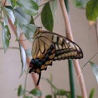 Swallowtail butterfly