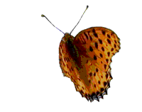 �q���E�����`���E