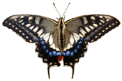 Swallowtail butterfliy