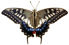 �A�Q�n�`���E